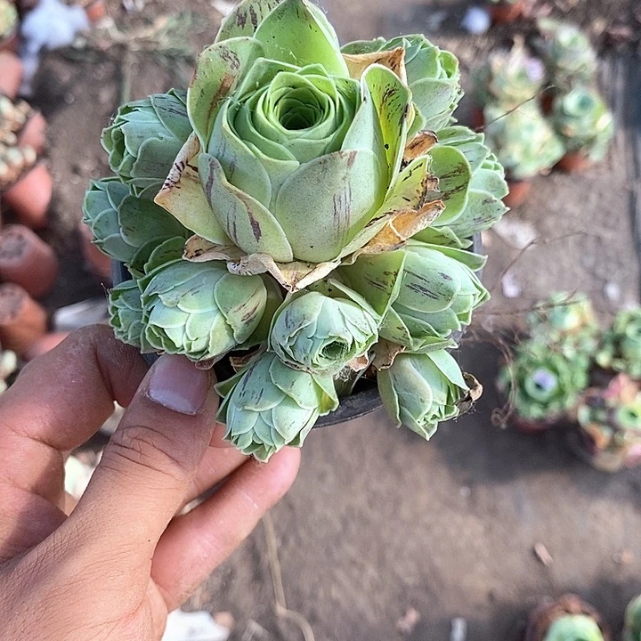 无花朵涅**生1颗玫瑰