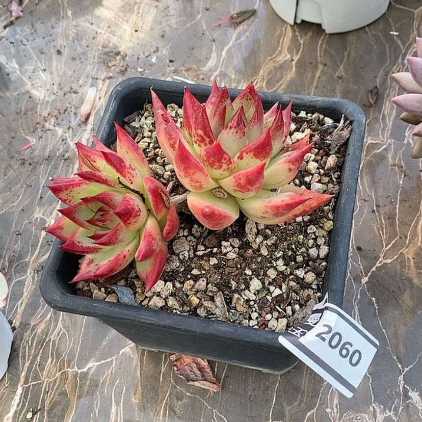 【闪购商品】红枫2060