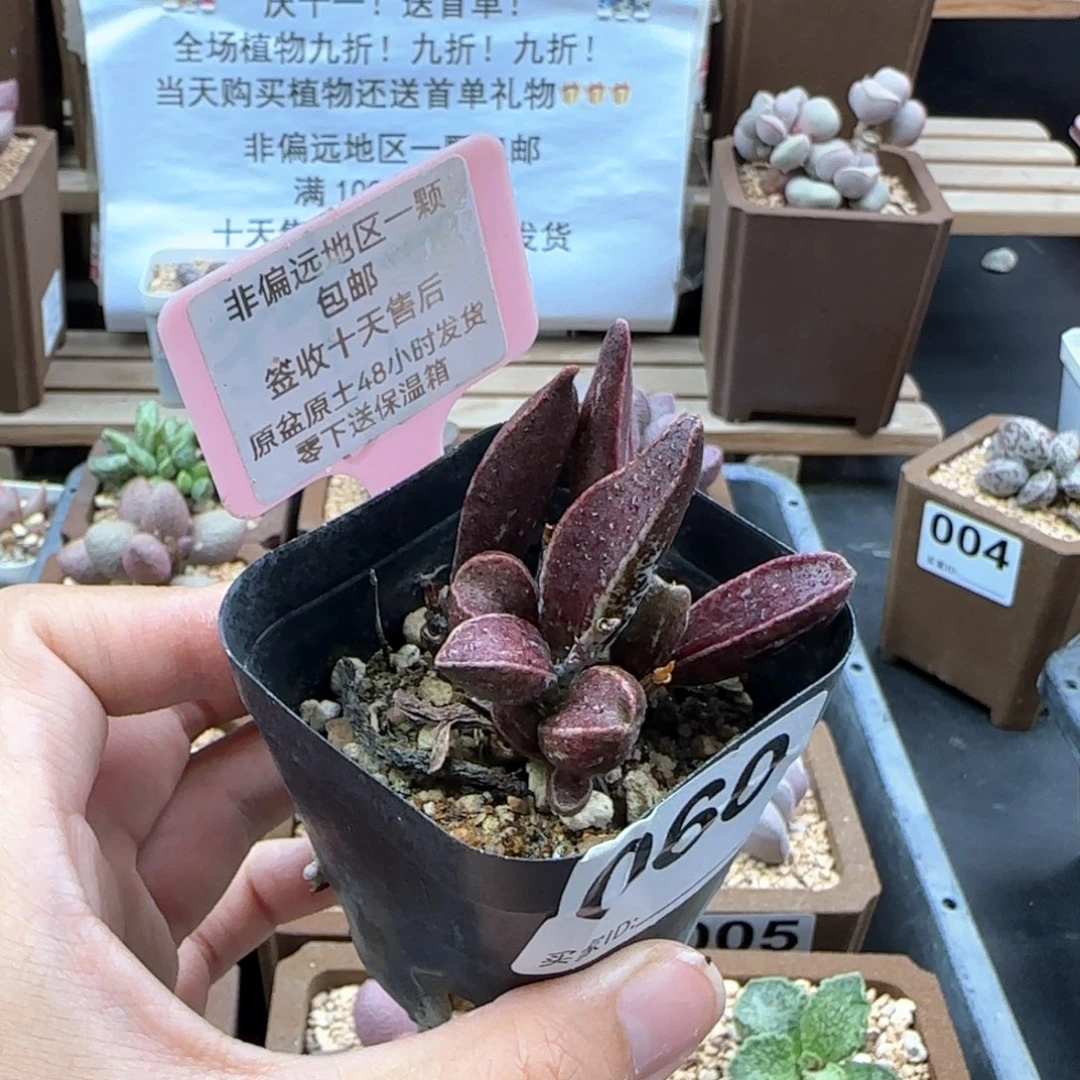 琪**…060黑肌楞叶多肉