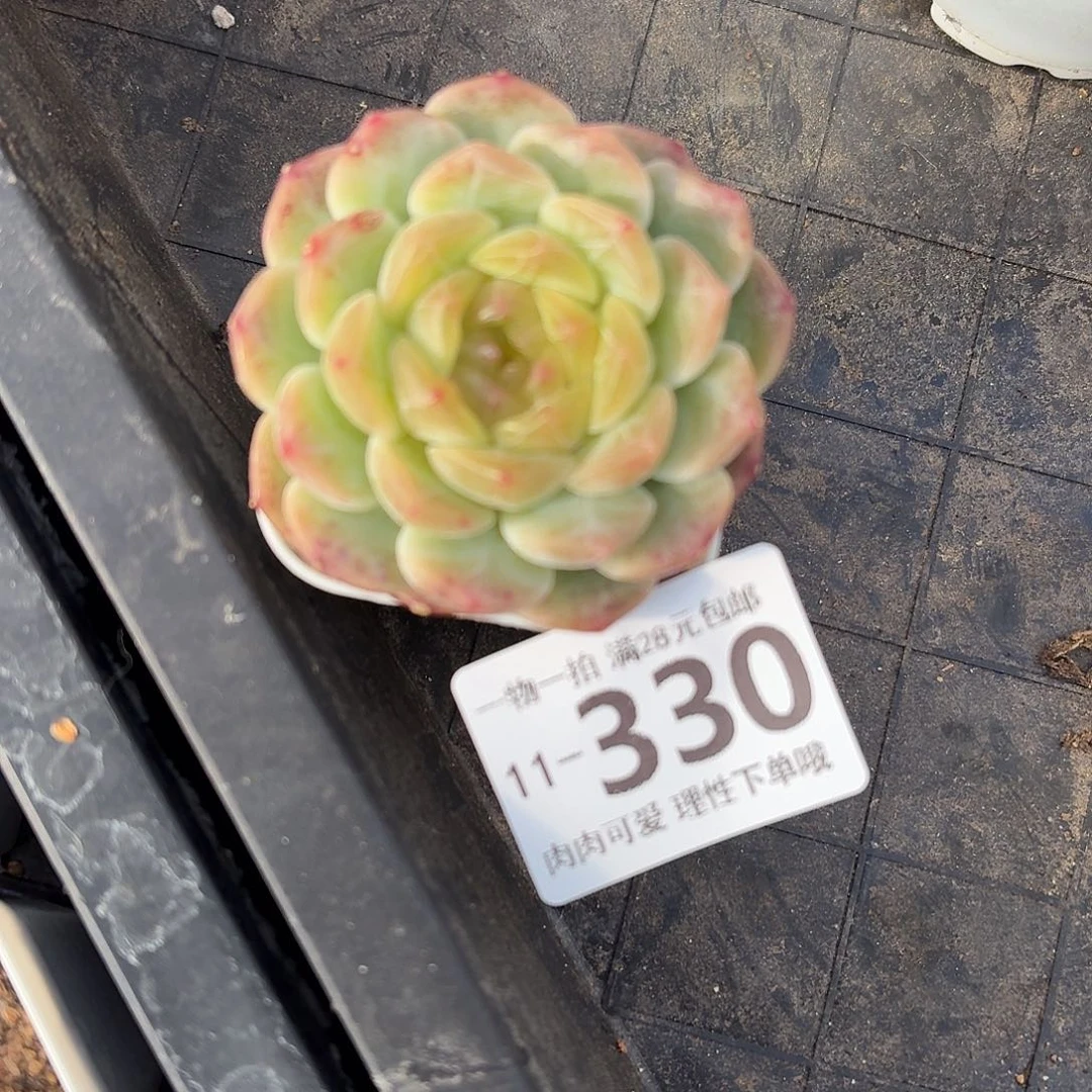 无尽灯无盆土发货无盆