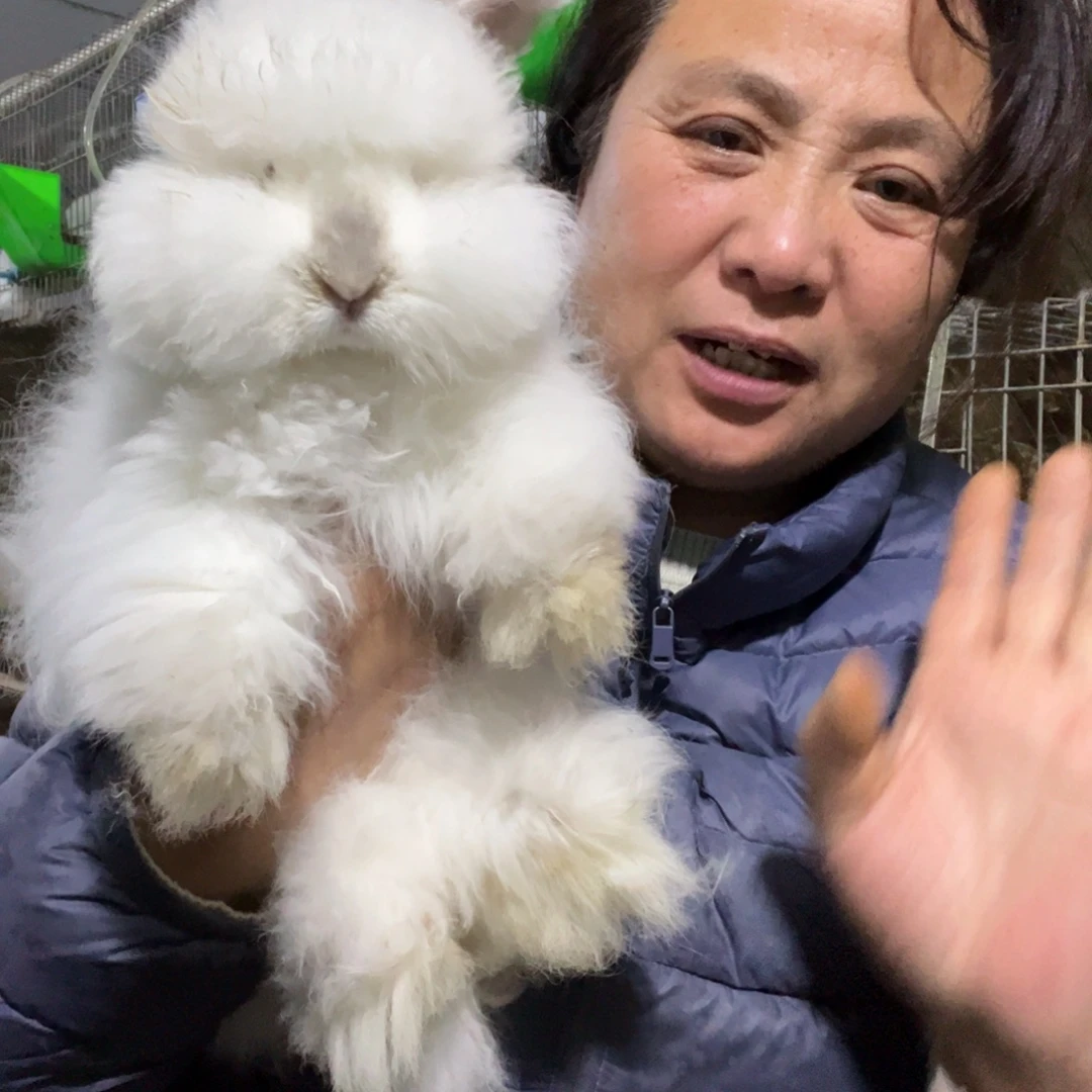 双血统英系安哥拉兔