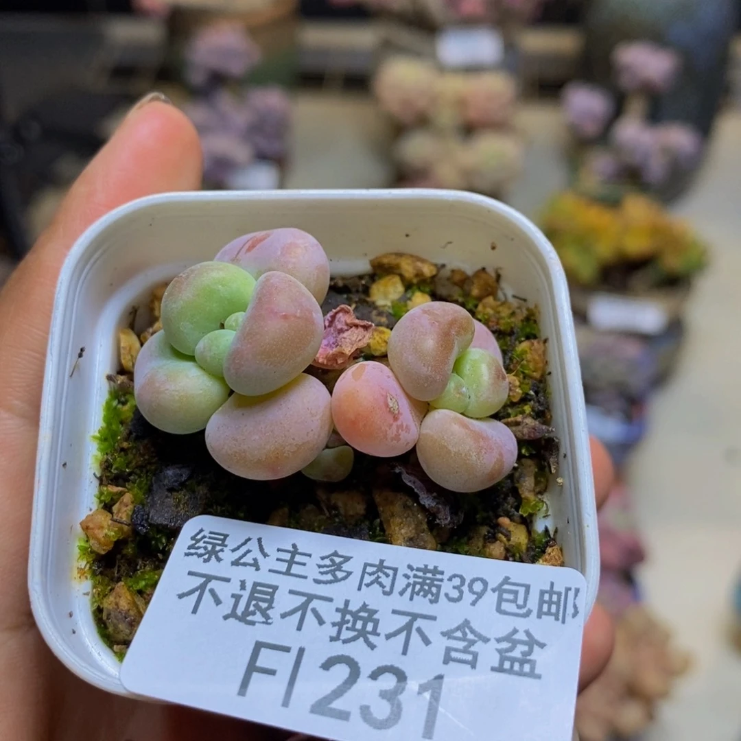 231珍珠洛神多肉2cm