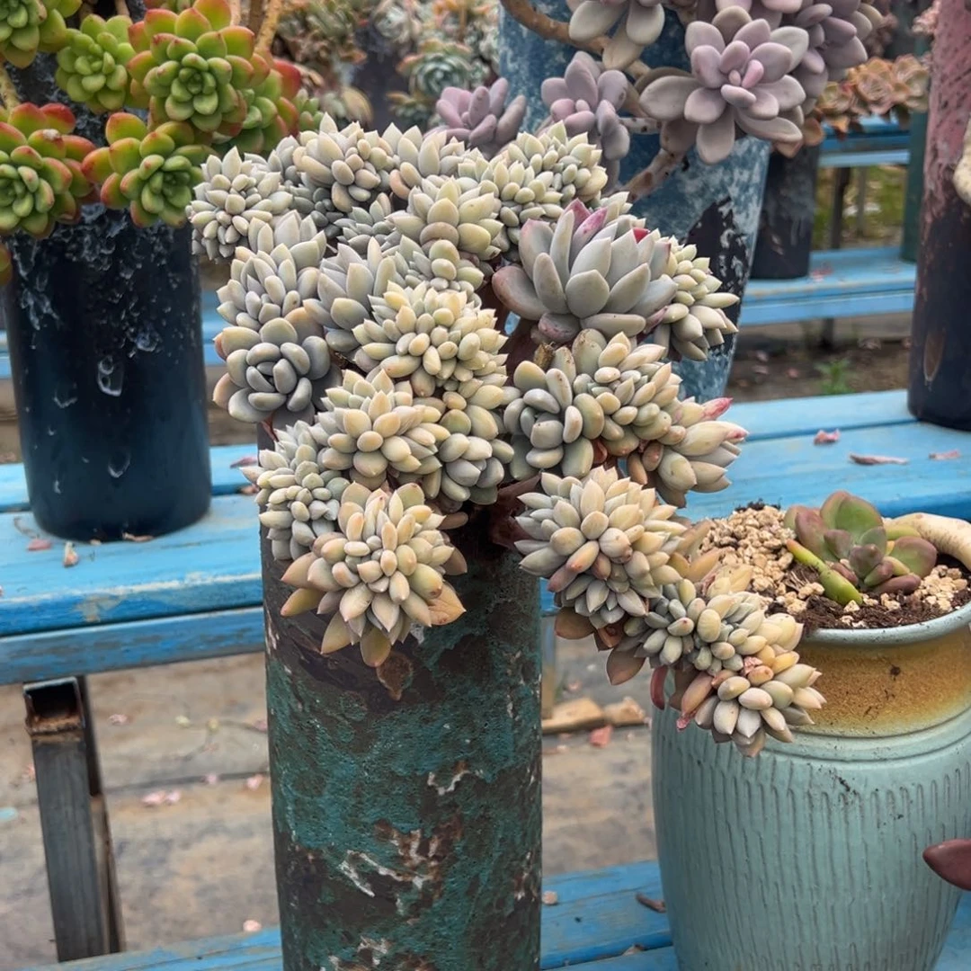 露养老桩脱土裸根胖美人缀