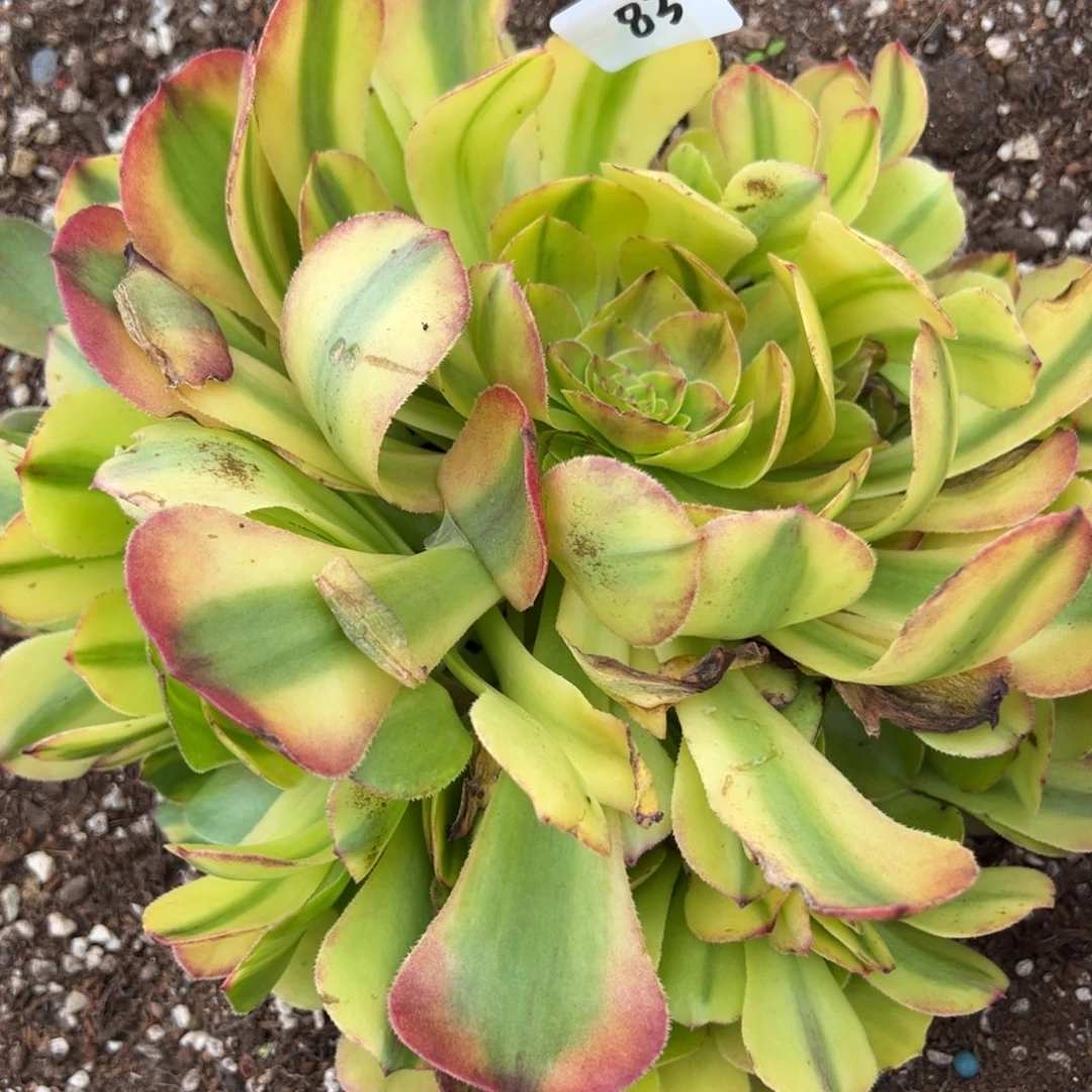 83霓虹多肉无根多肉