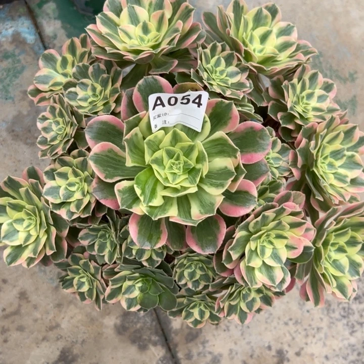 054粉花妖25厘米左右