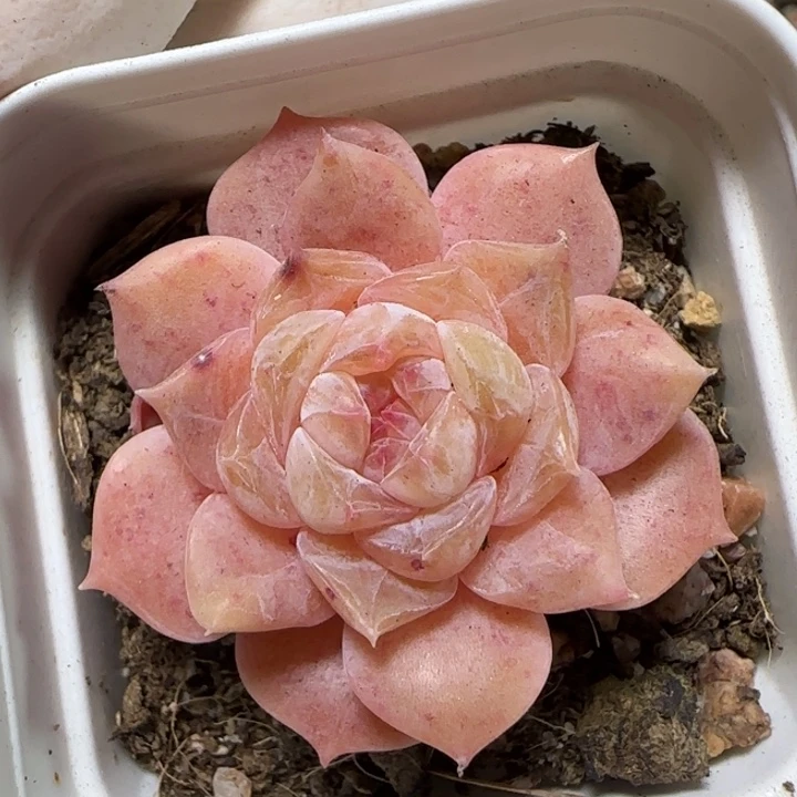 粉分心多肉植物一颗