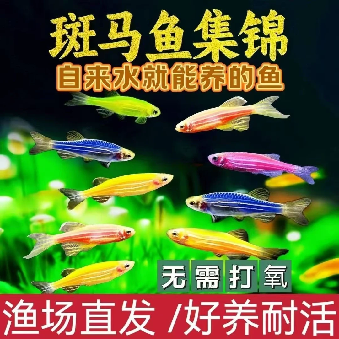 多彩斑马鱼小型热带鱼观赏鱼红蓝荧光斑马鱼冷水鱼练手活体鱼