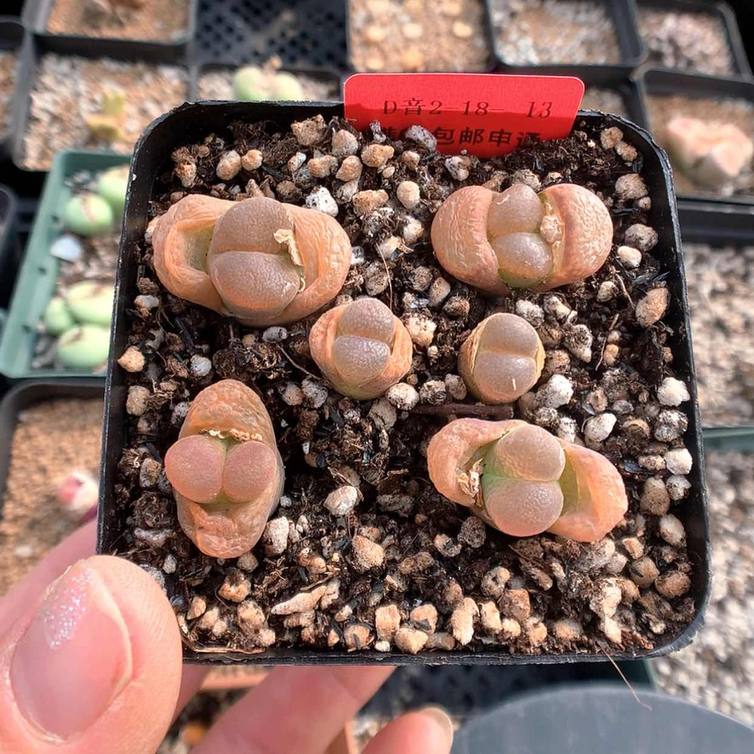 【闪购商品】2-18-13红风铃 100