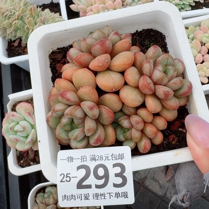 葡萄无盆土发货多