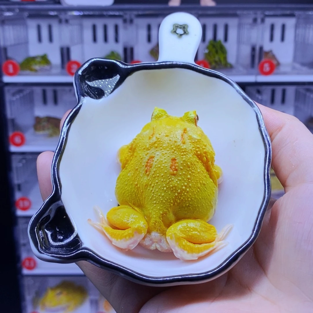 角蛙角蛙3-10cm闪购专享链接