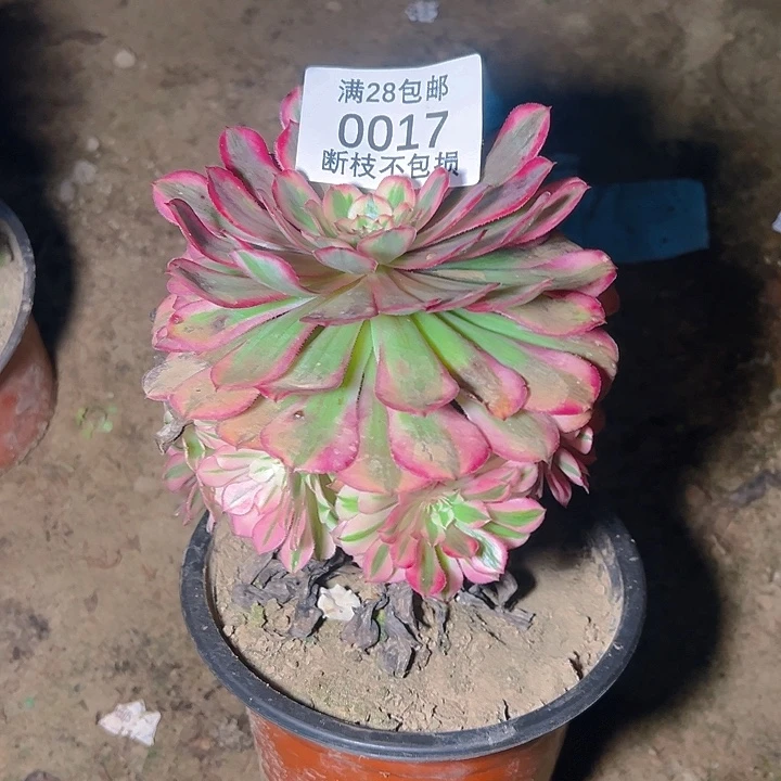0017红铜白多肉植物