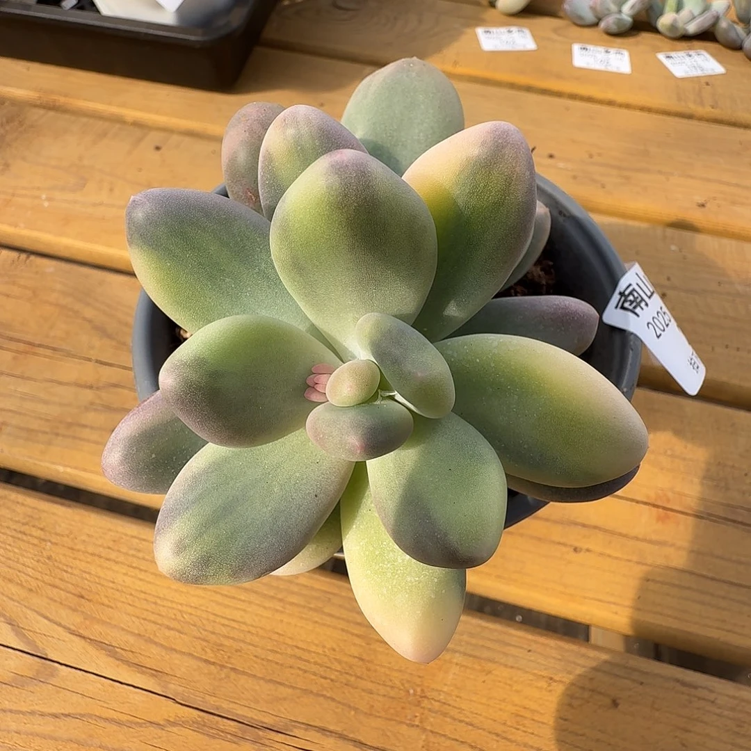 奶酪锦1111219-29