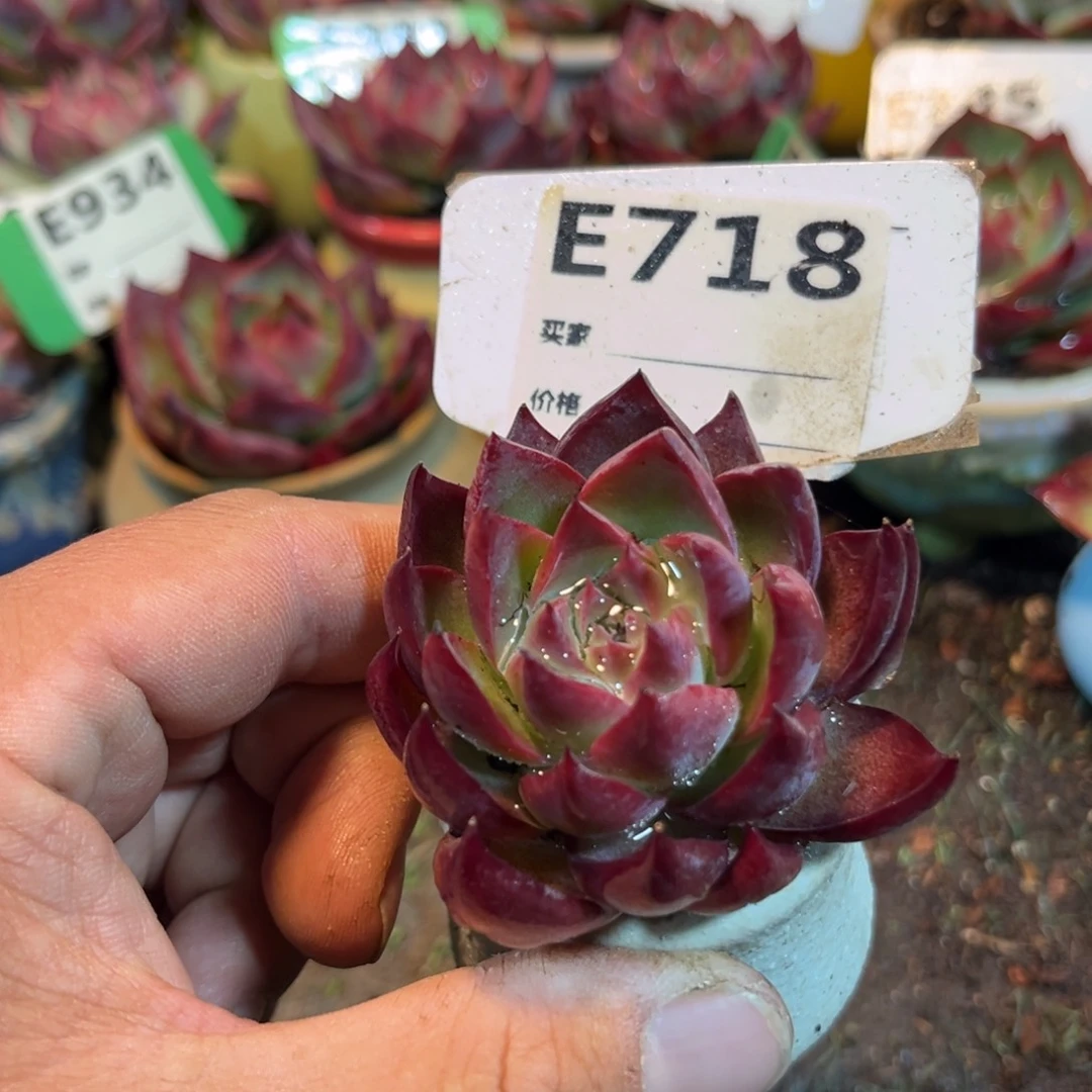 惊鸿一瞥718号多肉