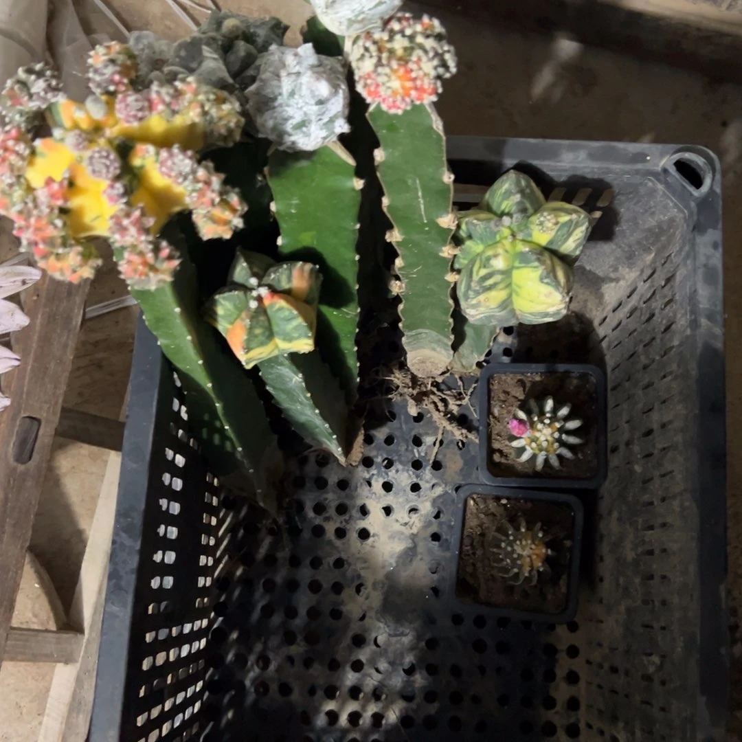 *****无花朵仙人球开花 10颗仙人球