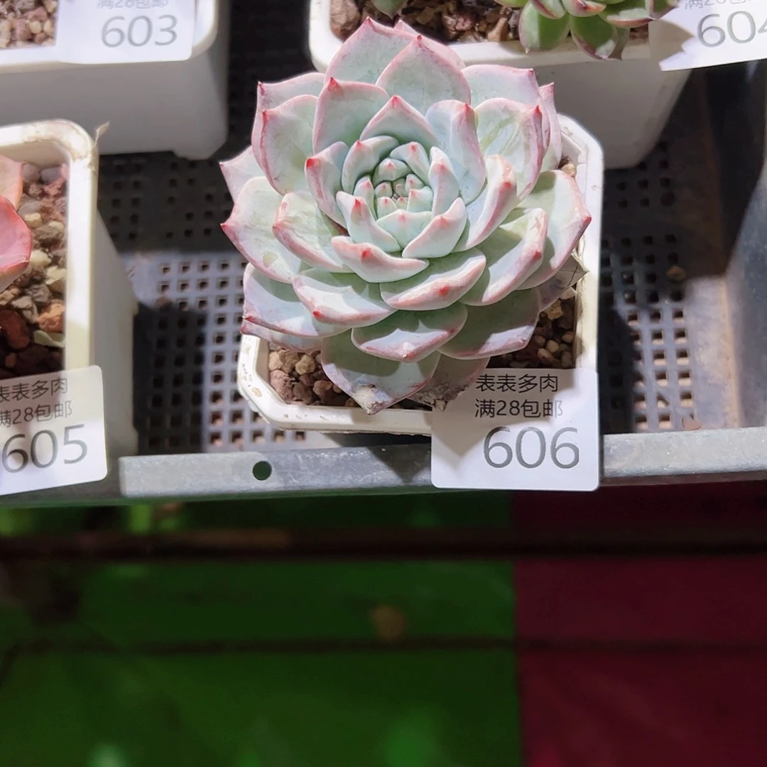 无花朵@*多肉一物一拍606