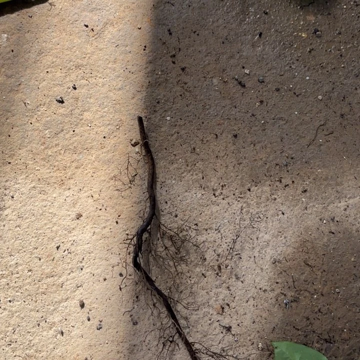 植****】梦之梦哈哈哈