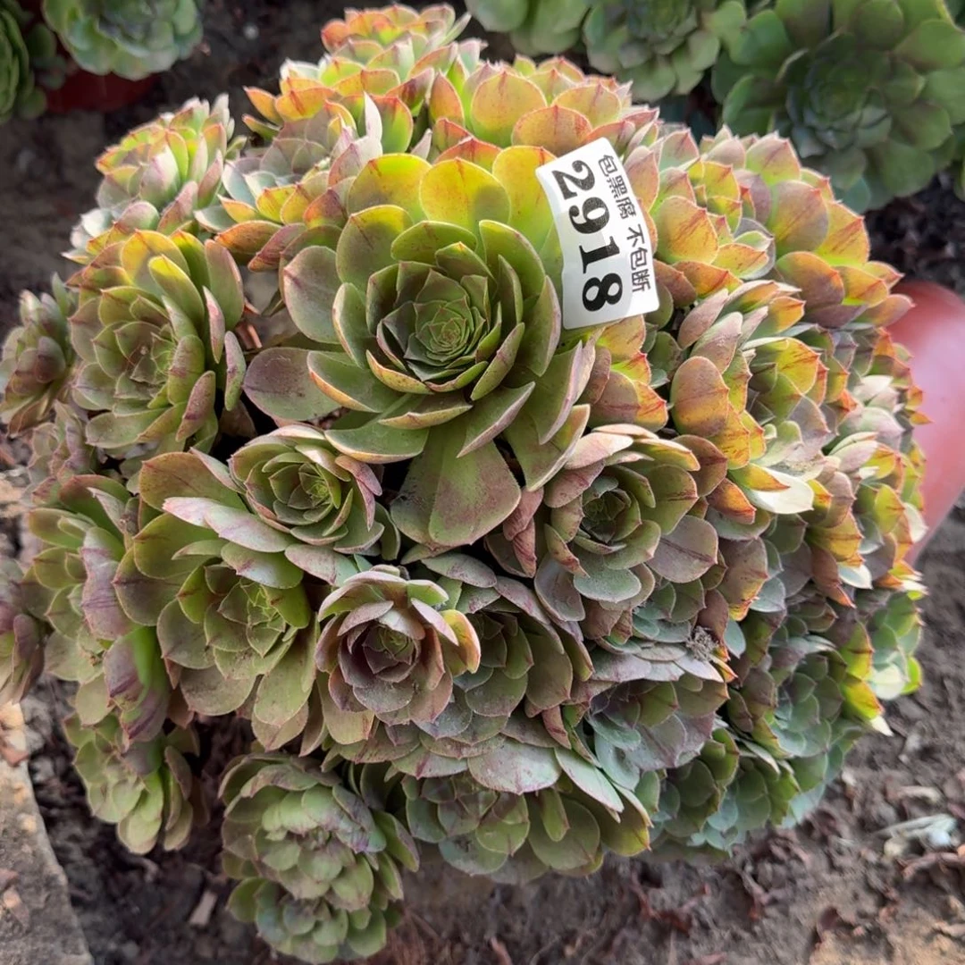 18-7法师万拉丝2918