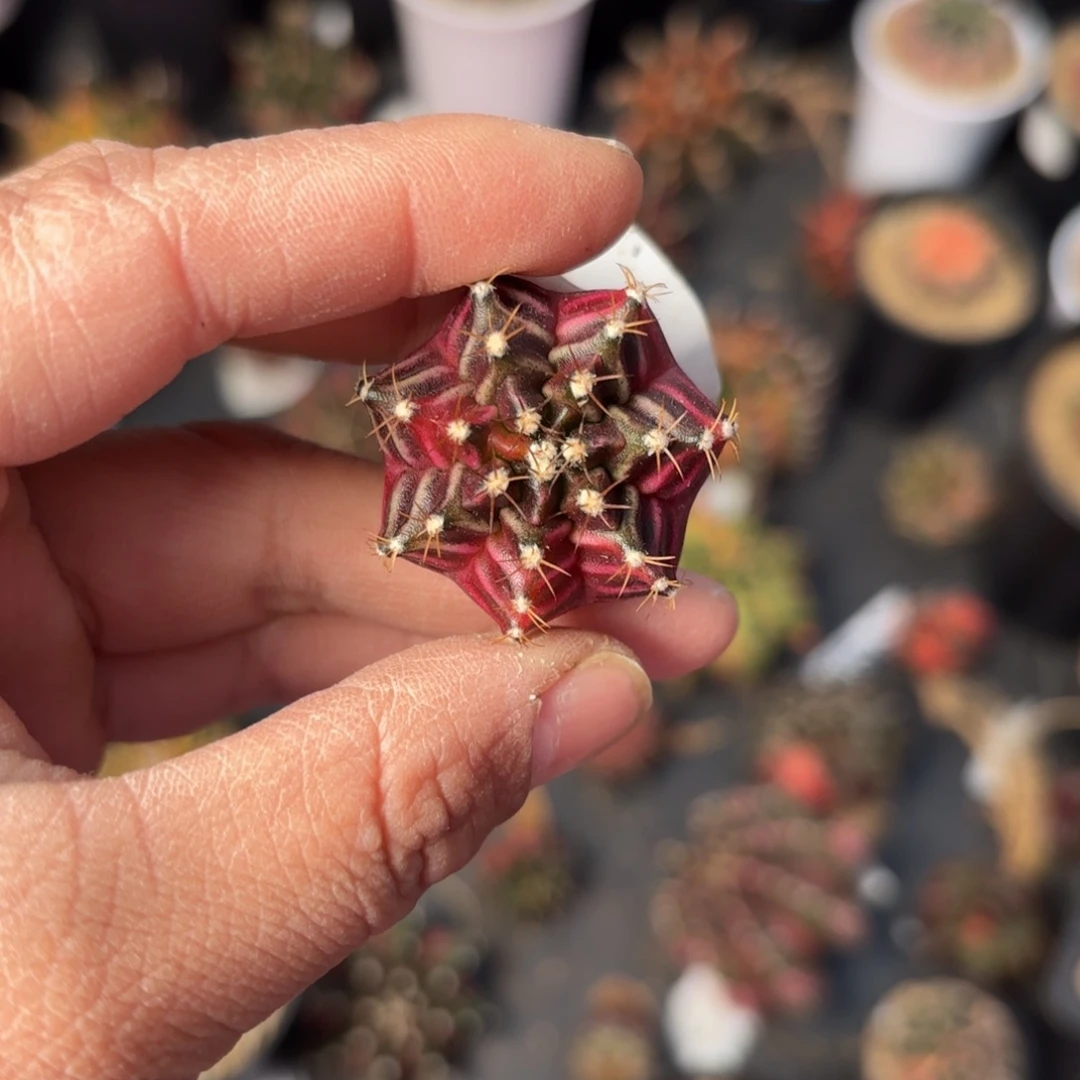 泰系实生米哈仙人球500