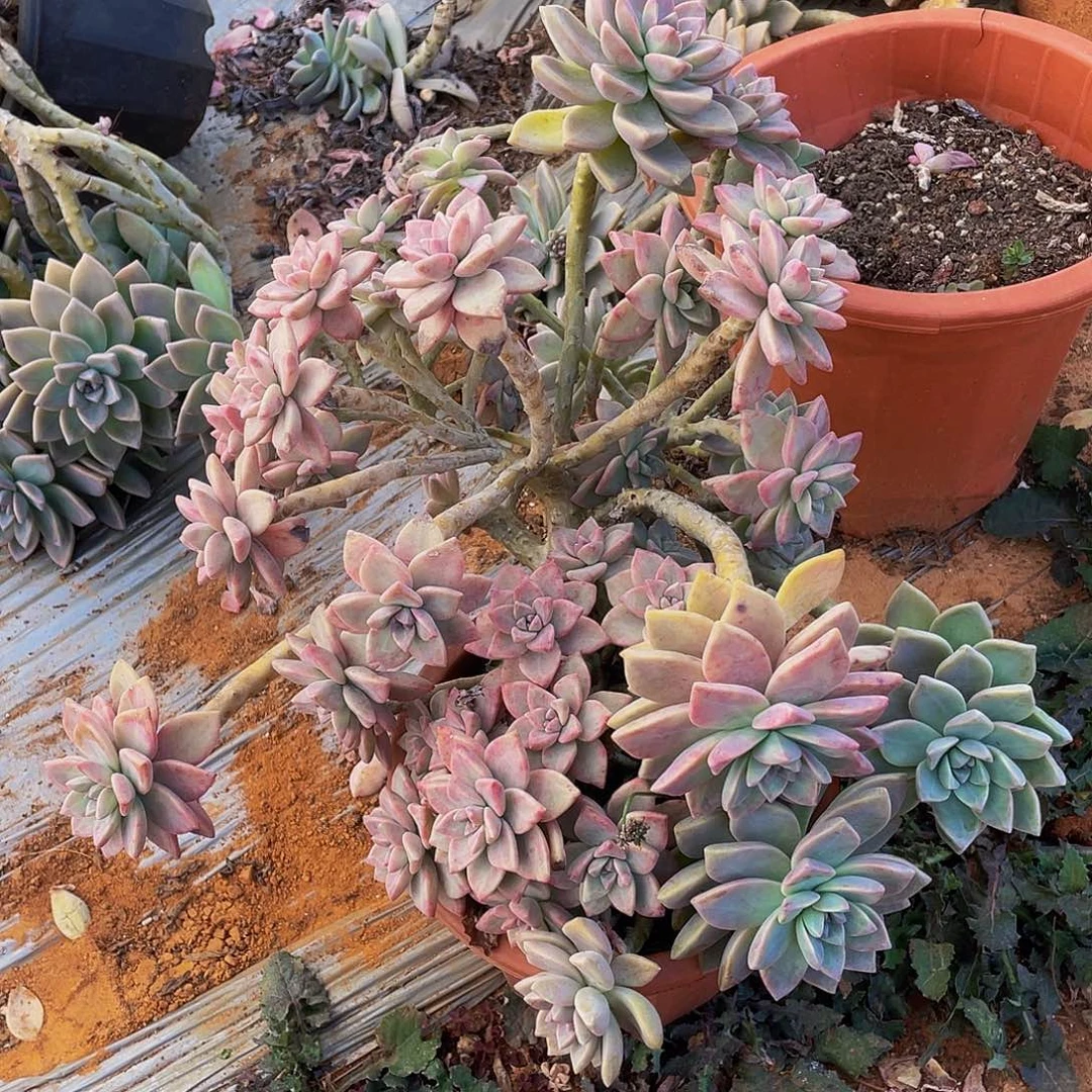 淡雪朵朵缀老桩29.8，掉小头不售后