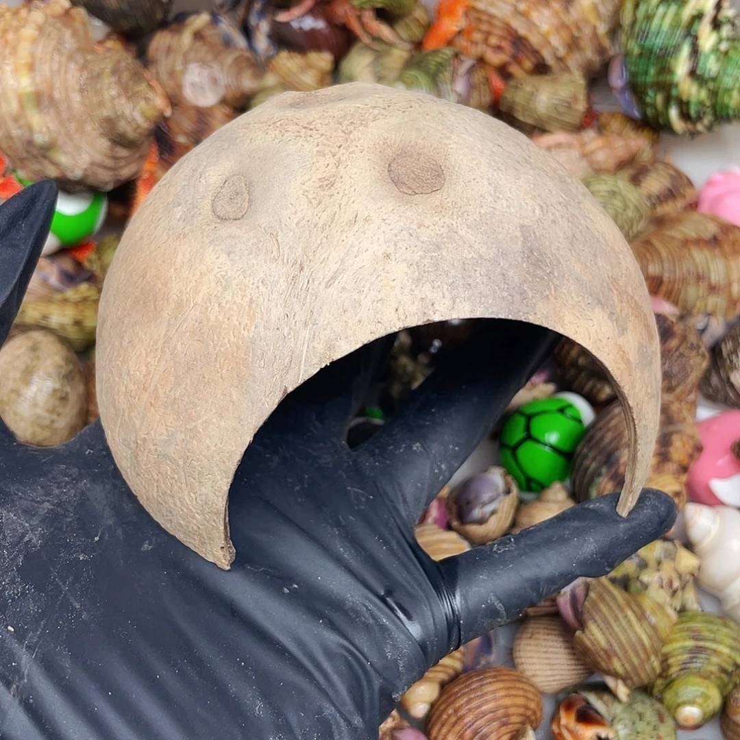 寄居蟹寄居蟹4184