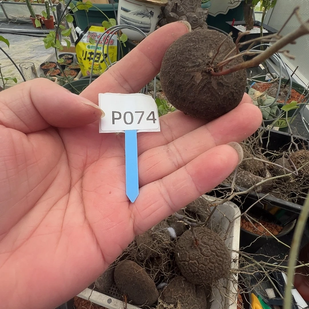 多肉植物专拍 一物一拍 南非龟甲龙074