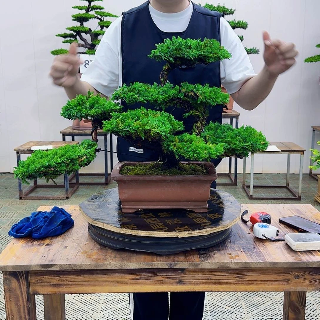 无花朵柏树造型盆景带盆