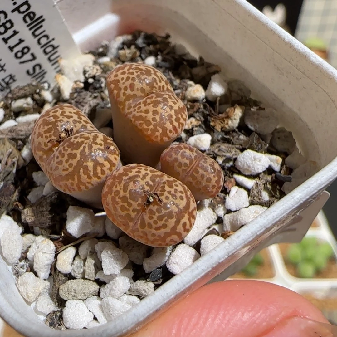 肉锥多肉植物组合-豹纹鸟1472