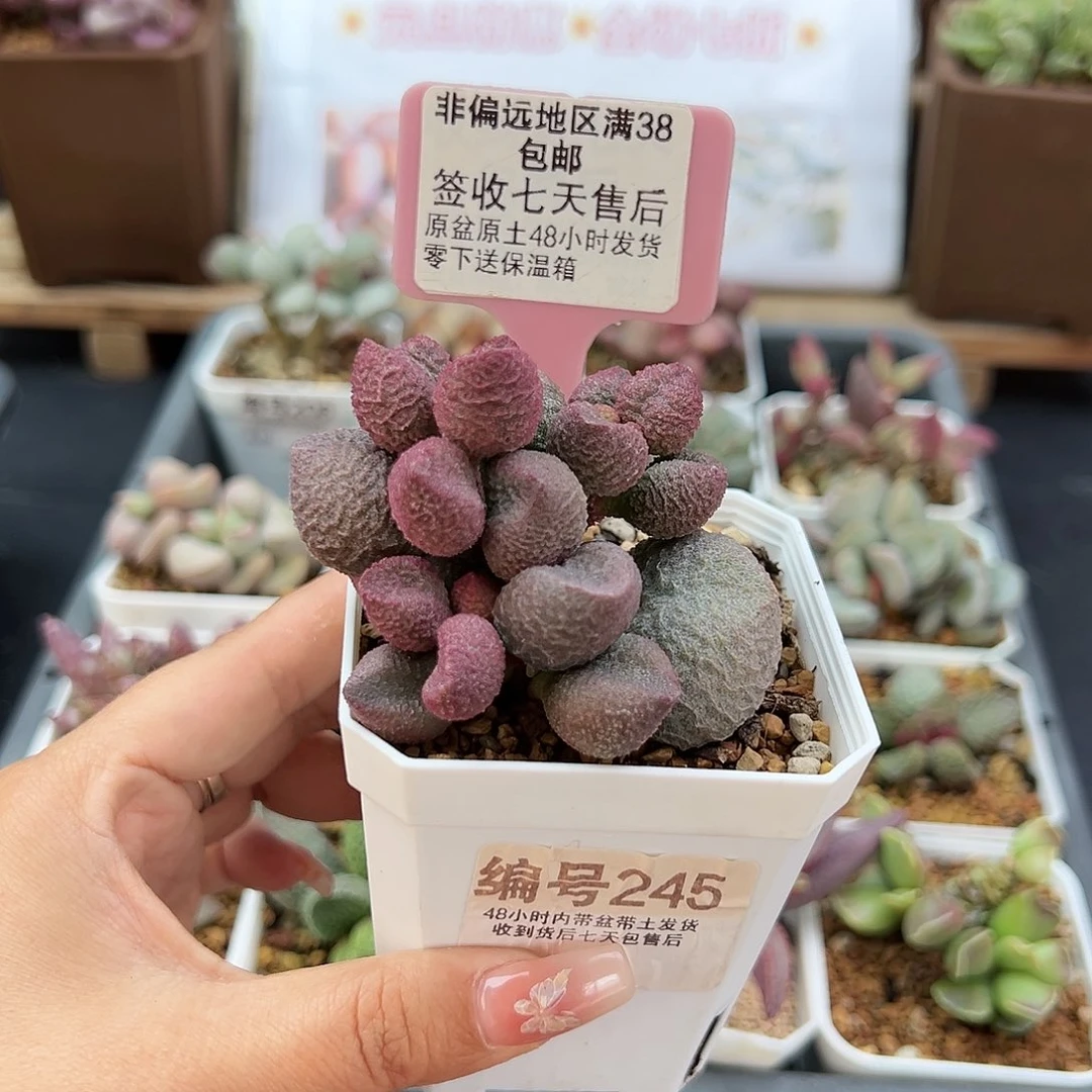 245水蜜桃多肉植物