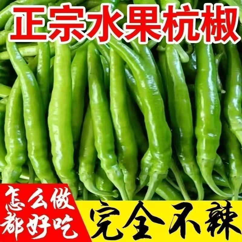 杭椒1号辣椒种子