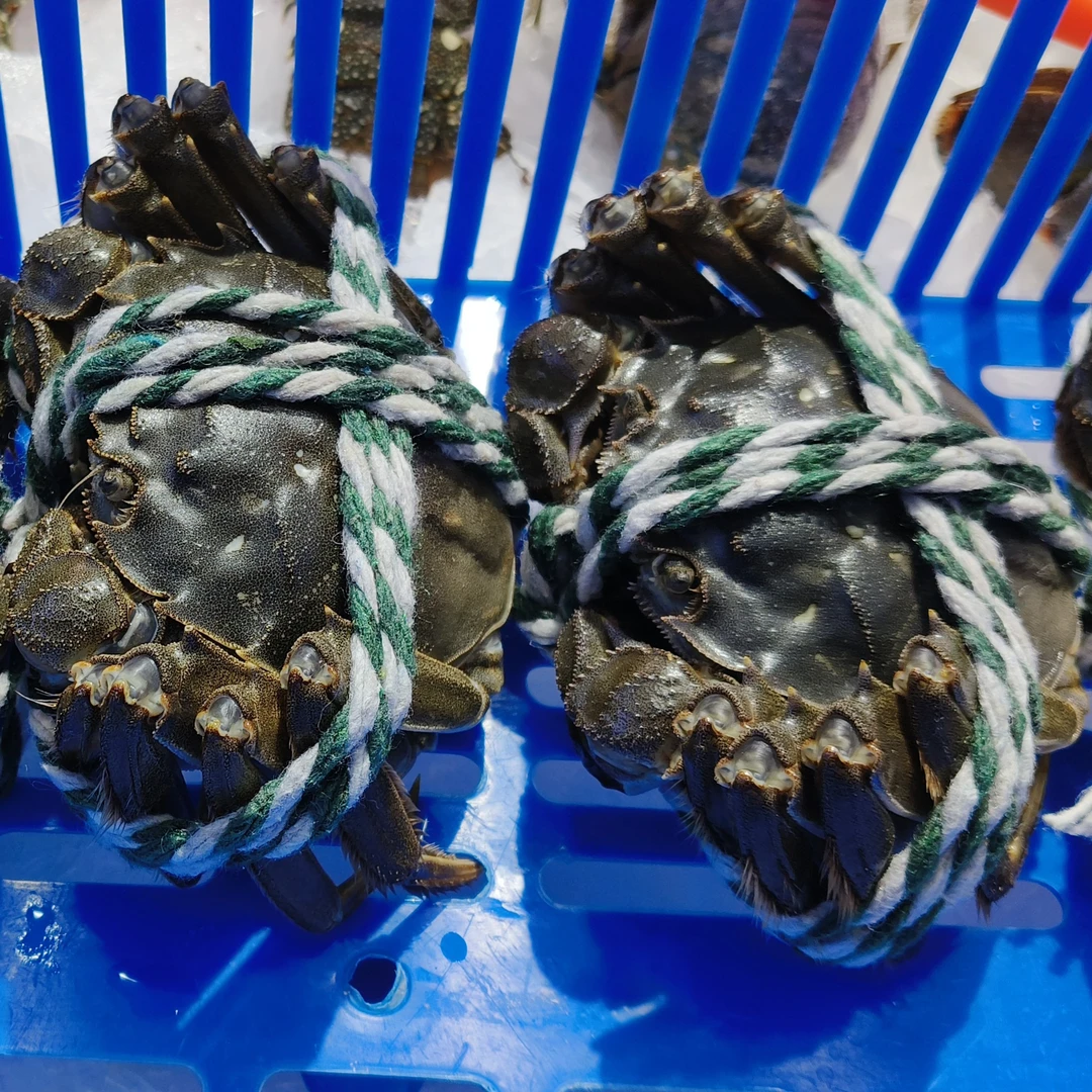 浪花海鲜集市2.3一2.5两大闸蟹母蟹6只