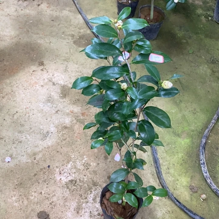 白乔伊 一物一拍