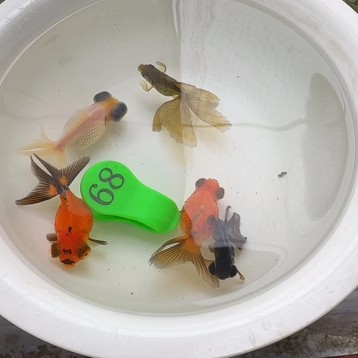 金鱼包邮包活到家