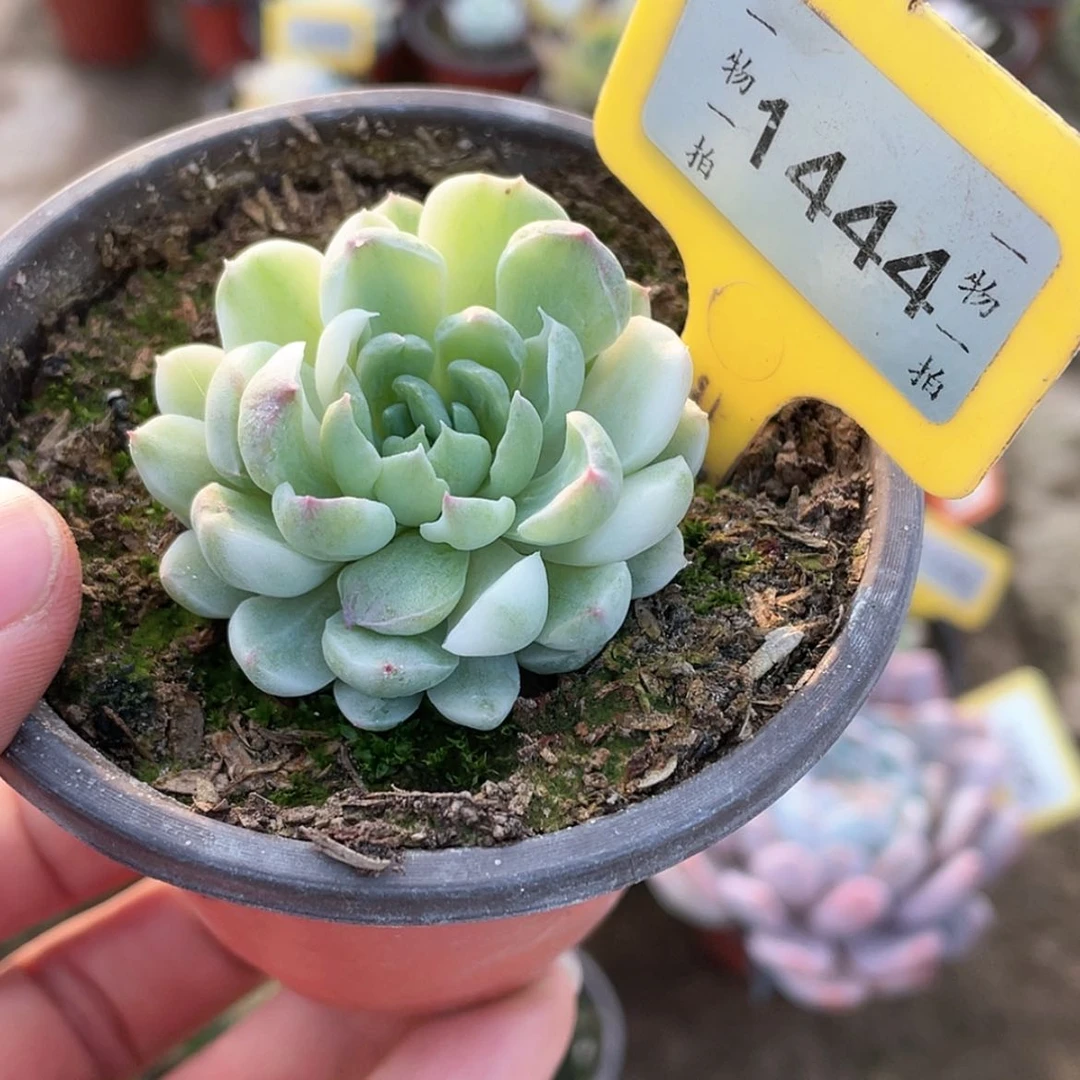 【闪购商品】1444号