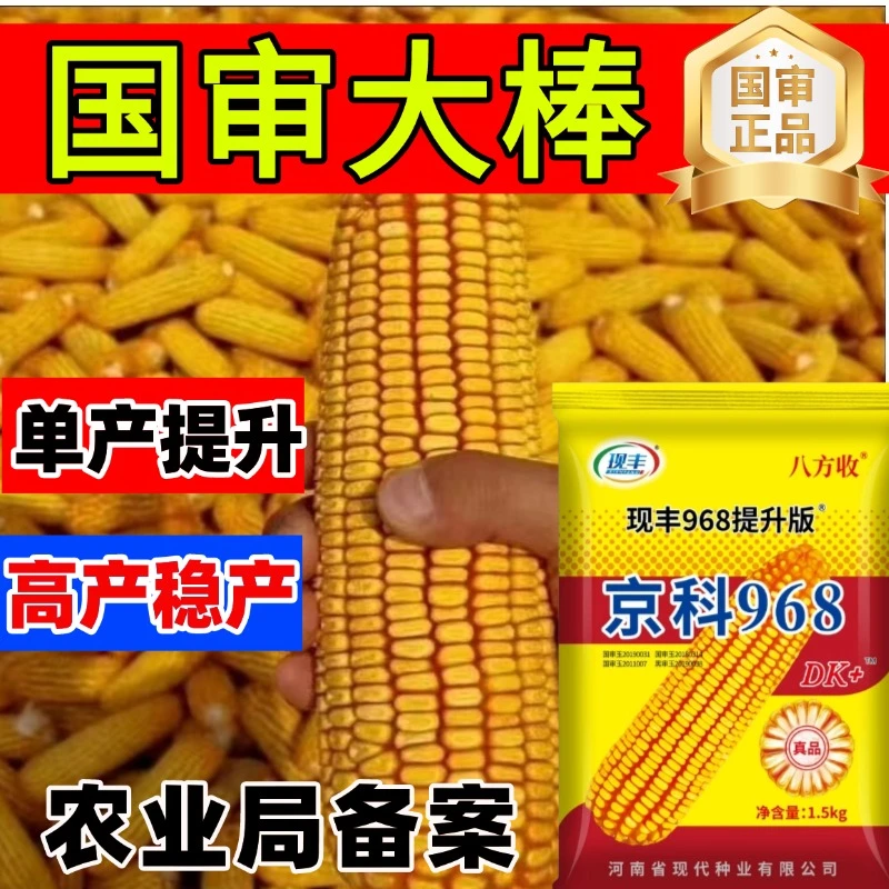 高产玉米种京科968高产稳产玉米