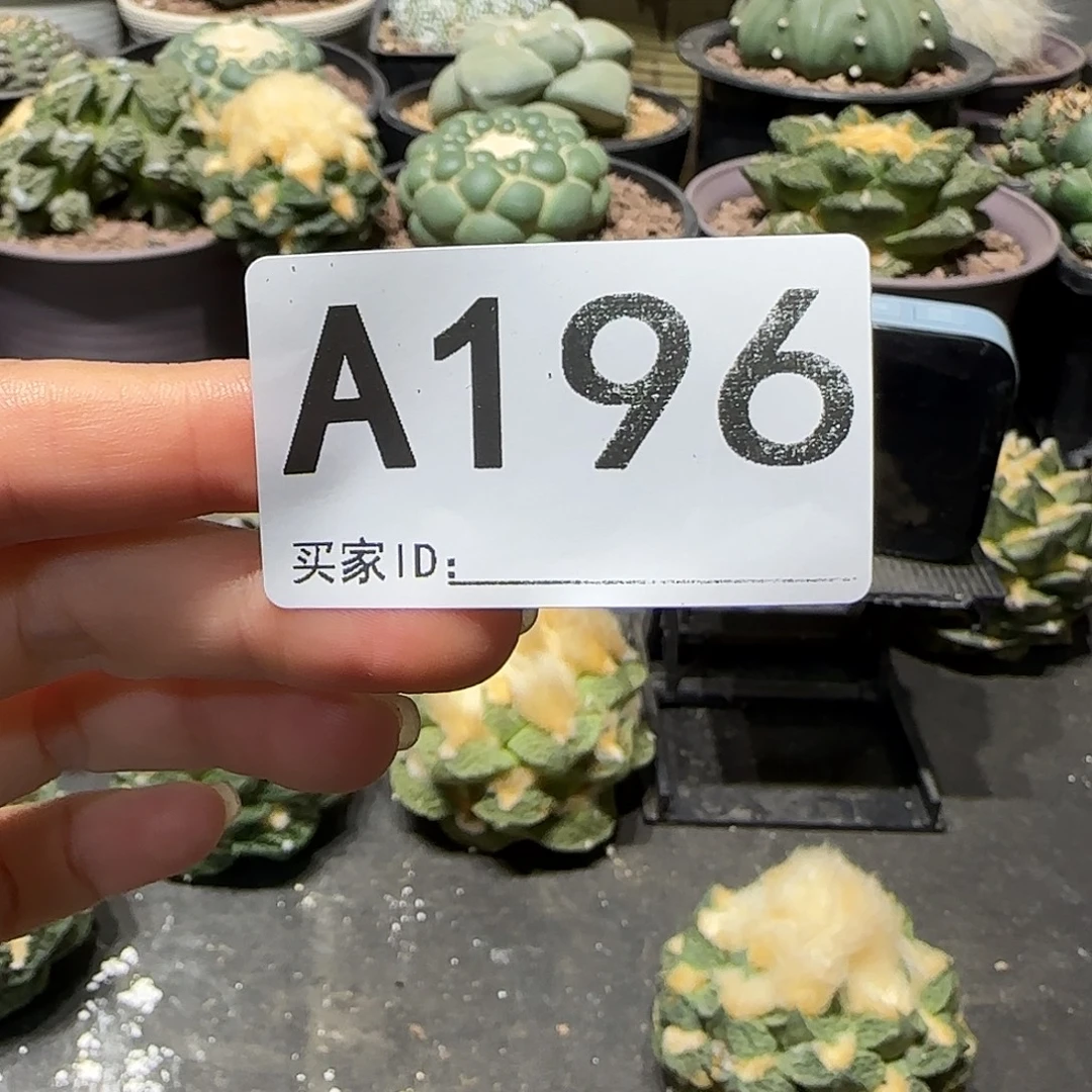 宝***象实生仙人球特价一颗