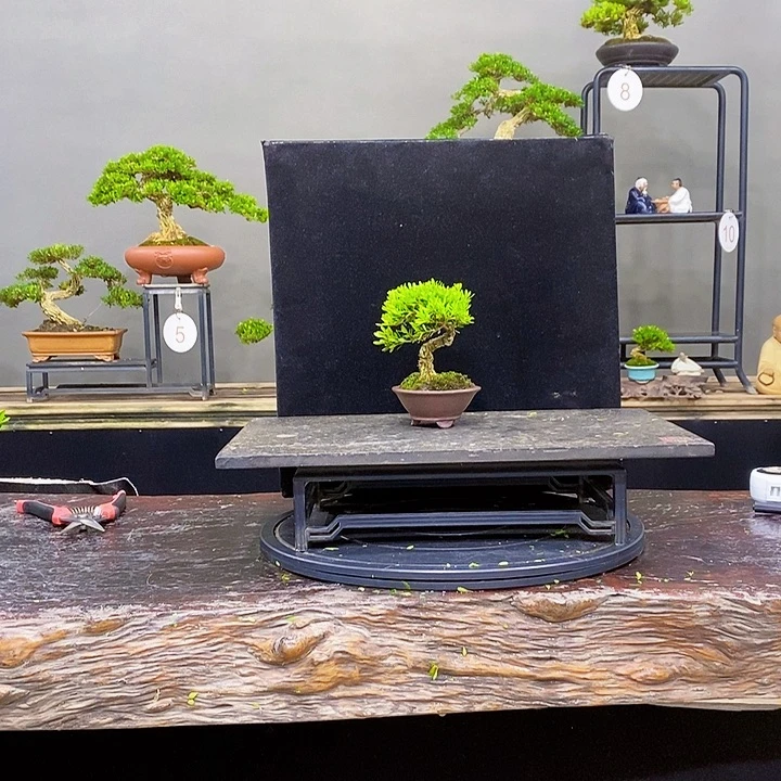 无花朵黄杨盆景四季常青不落叶