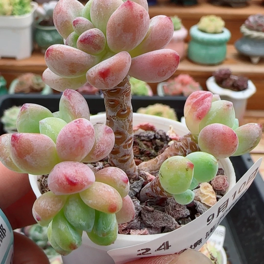花语逸镜0910-24罗琦