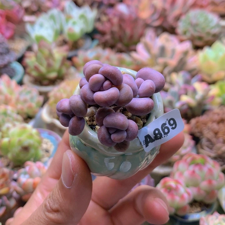 一物一拍含盆土满38包邮A869