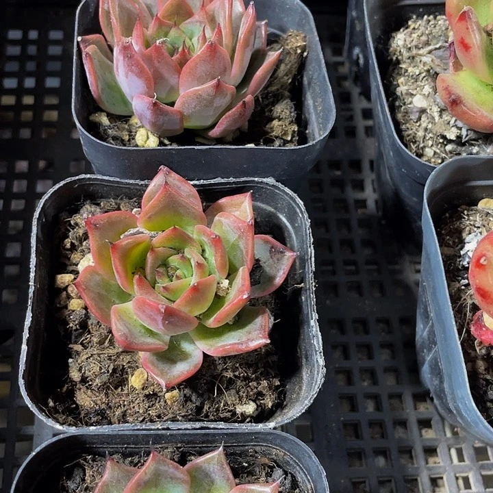 紫鸾2.8带葡萄干