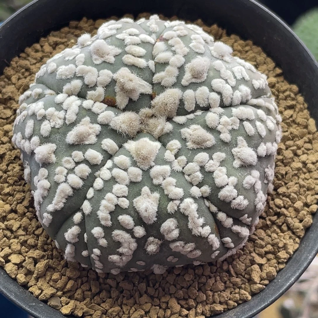 实生带v复棱浓白兜仙人球