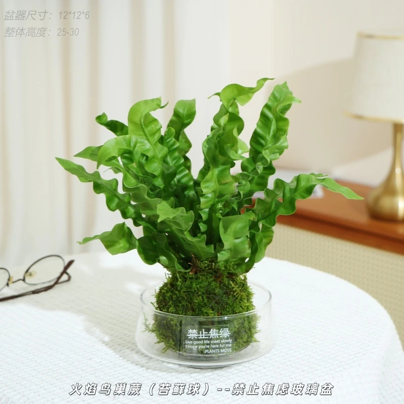 【喜半阴】火焰鸟巢蕨盆栽四季常青小绿植办公室内桌面易养花卉绿植