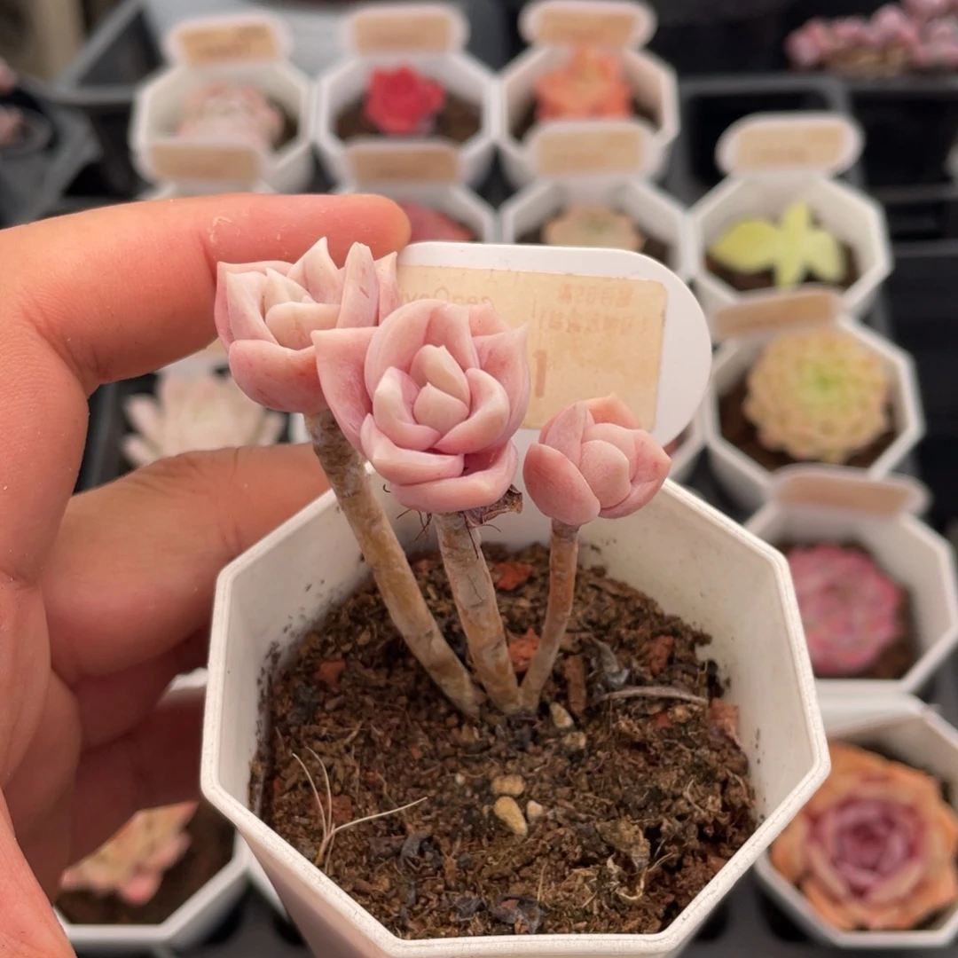 可爱玫瑰7931-5.5厘米