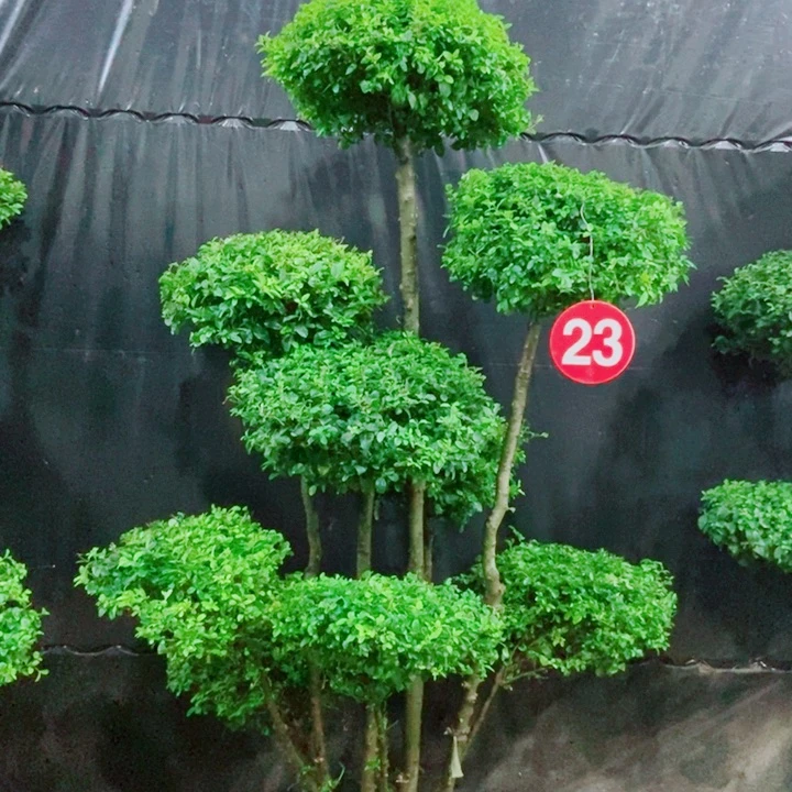不开花植物一物一拍一个一个