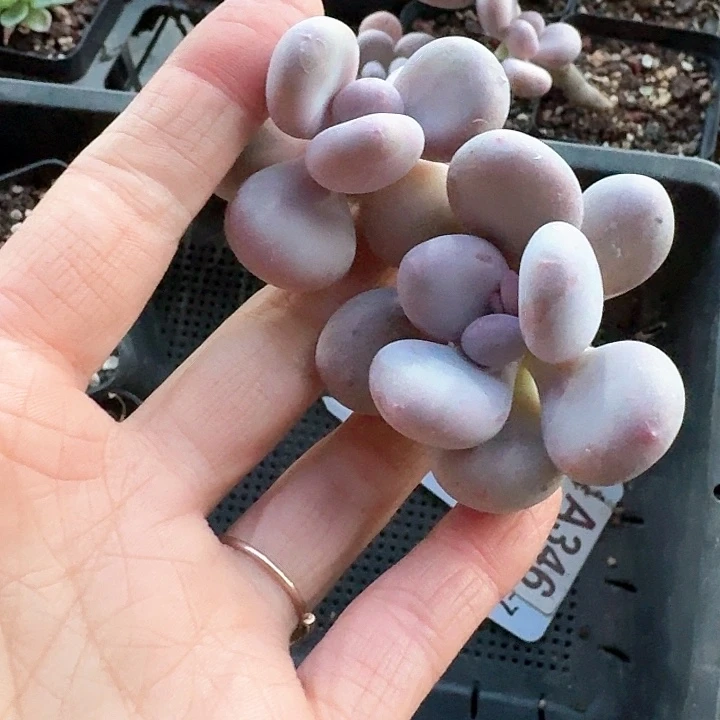 加***糕znxnzjzjhggg346