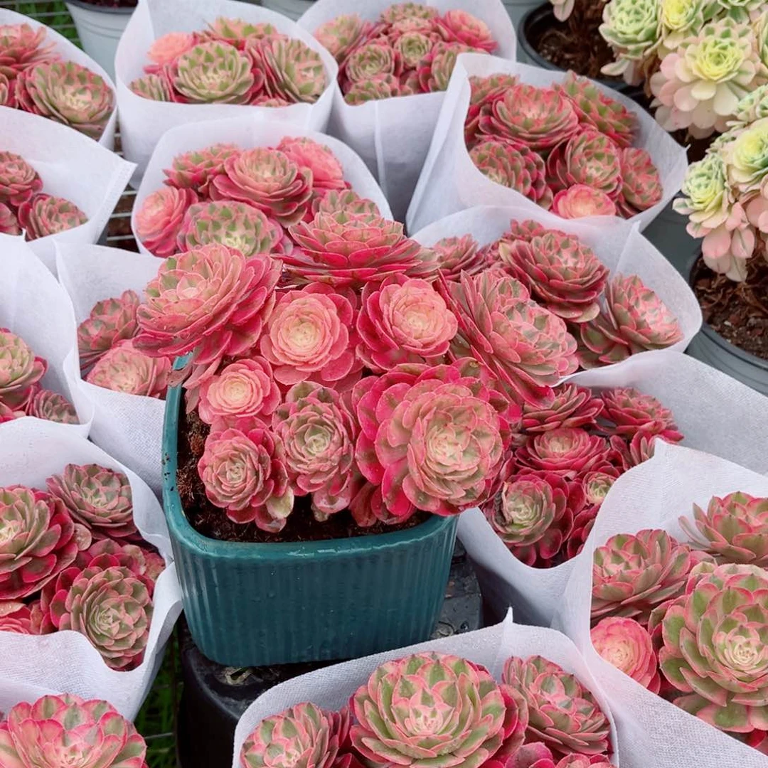 倾城小号量拍多肉法师一个（带盆带土，会掉状态）