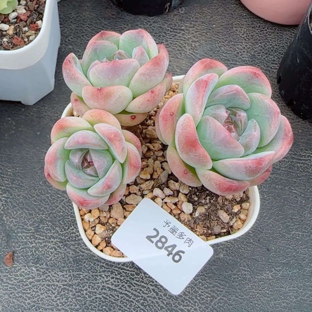 流心珍妮，2846多肉植物