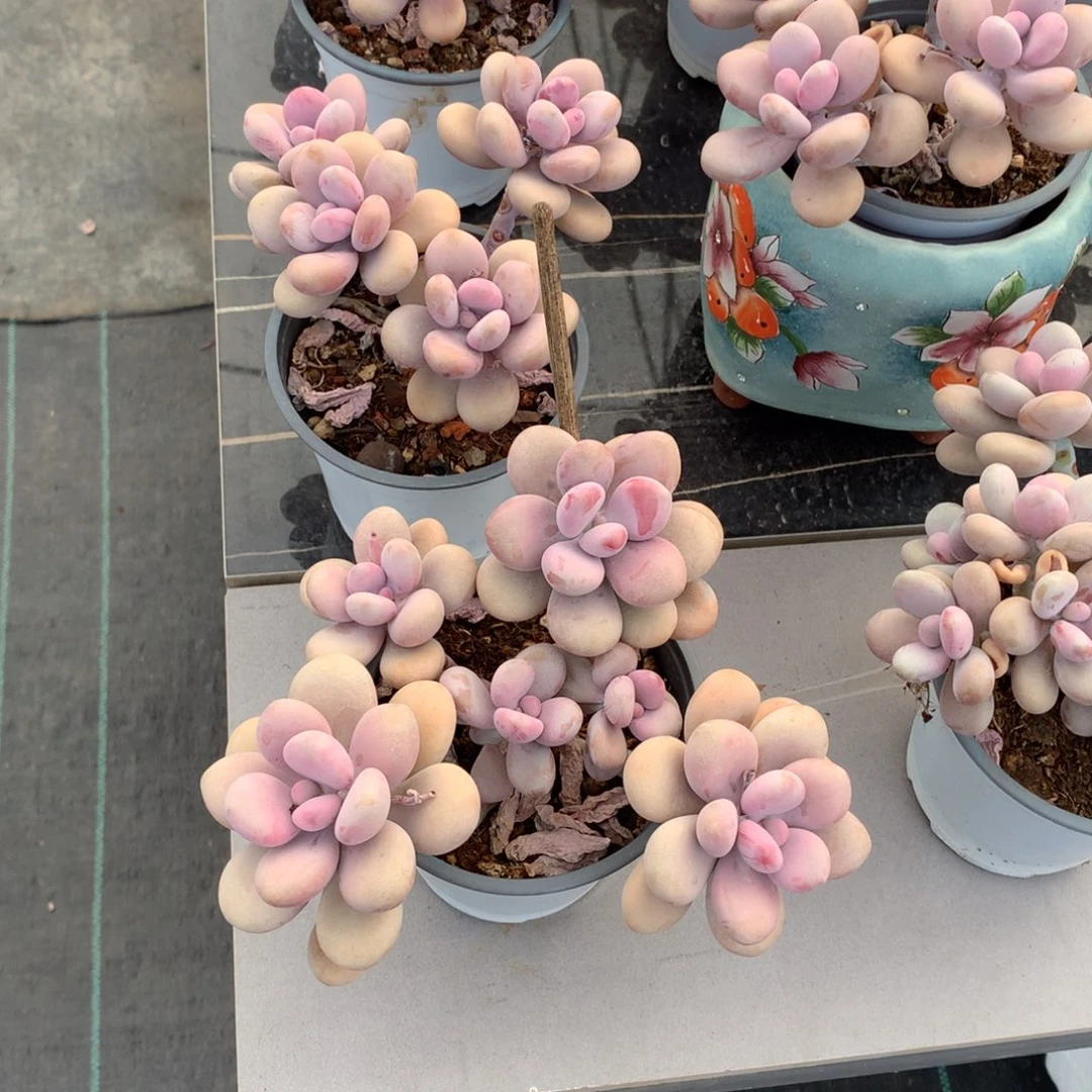 圆叶桃蛋一物一拍