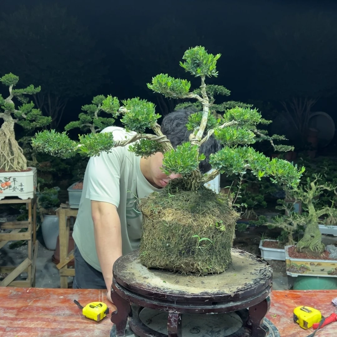 无花朵广东皱皮雀舌黄杨