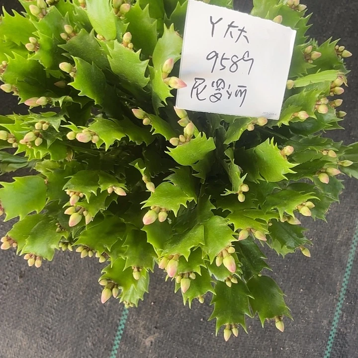 Y***大当前无花栽培后可以开花