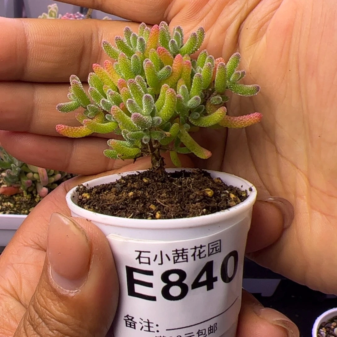 840多肉植物枝干米冰